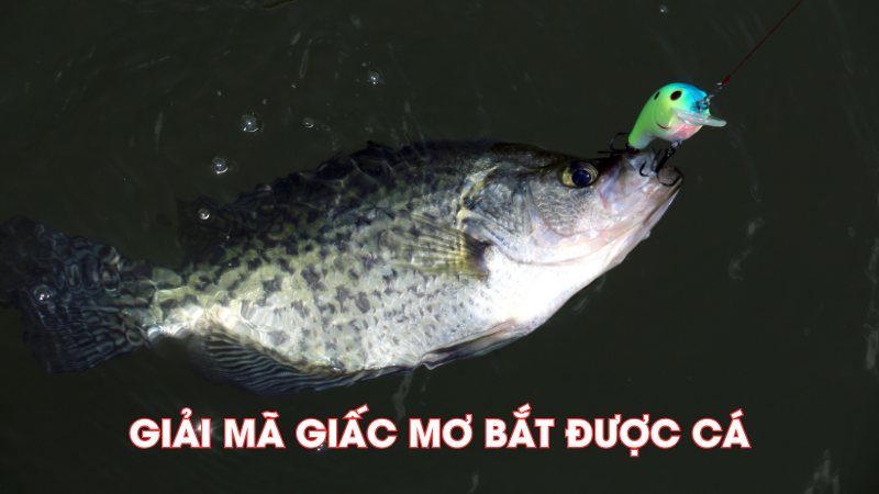 Giải Mã Giấc Mơ Bắt Được Cá